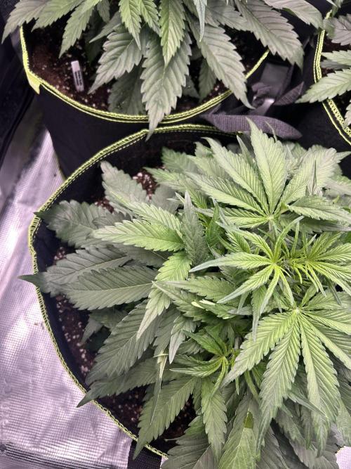 Auto / Wappa - Zombie Kush - Kush-Mintz. Week 3