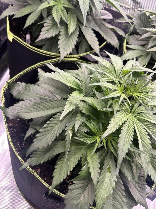 Auto / Wappa - Zombie Kush - Kush-Mintz. Week 3