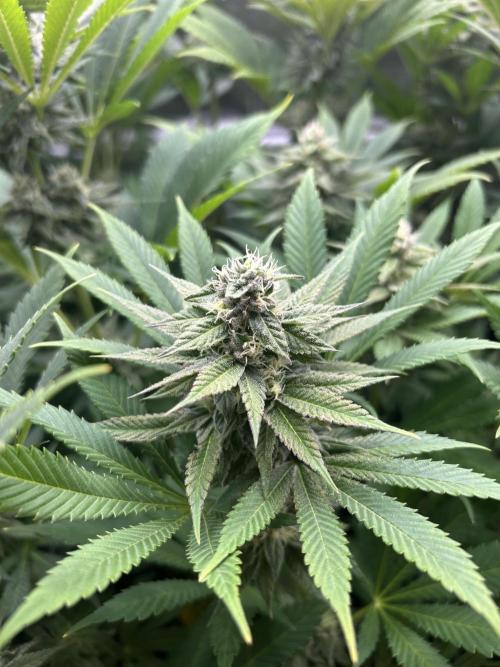 JDGenetics Hunters Grape/HuntersRuntz. Week 5