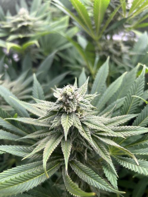 JDGenetics Hunters Grape/HuntersRuntz. Week 5