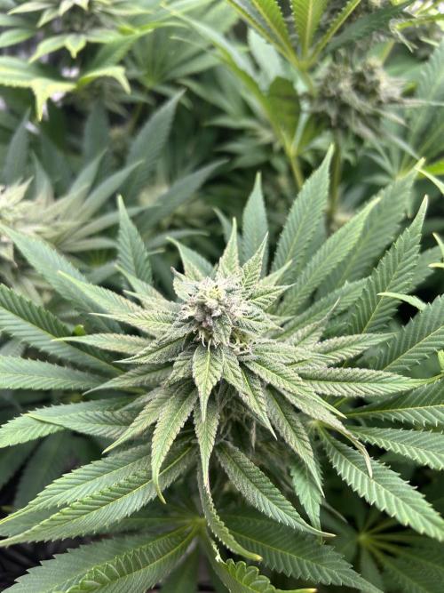 JDGenetics Hunters Grape/HuntersRuntz. Week 5