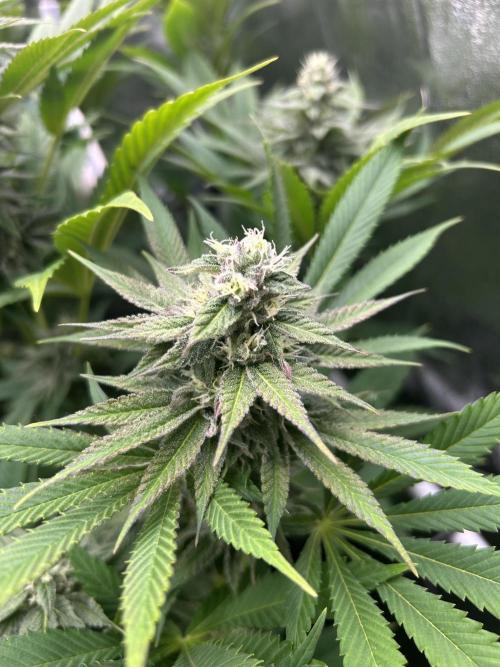 JDGenetics Hunters Grape/HuntersRuntz. Week 5