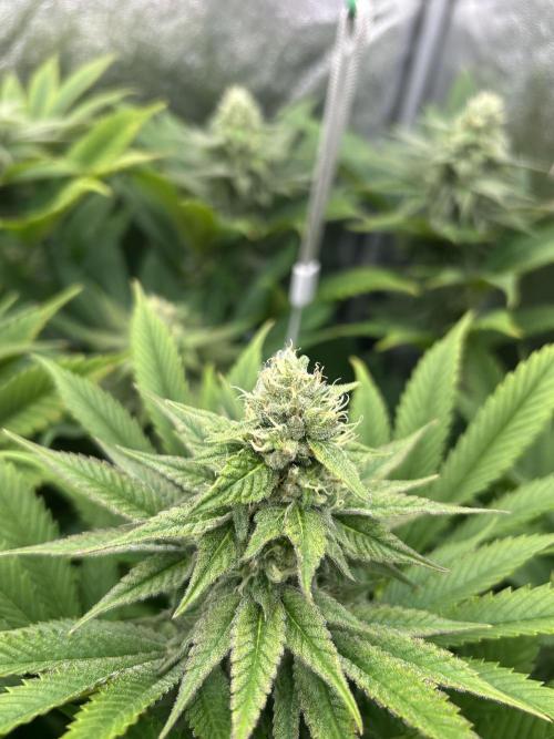 JDGenetics Hunters Grape/HuntersRuntz. Week 5