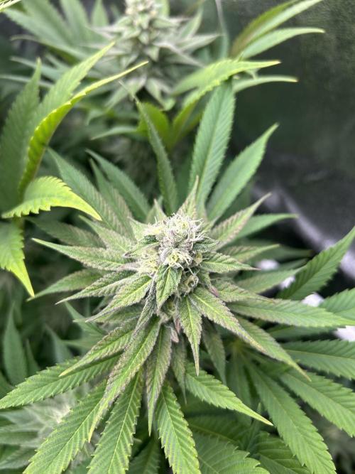 JDGenetics Hunters Grape/HuntersRuntz. Week 5