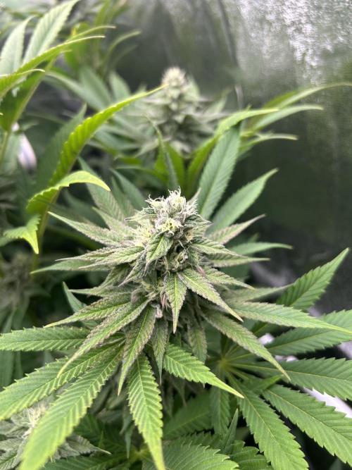 JDGenetics Hunters Grape/HuntersRuntz. Week 5