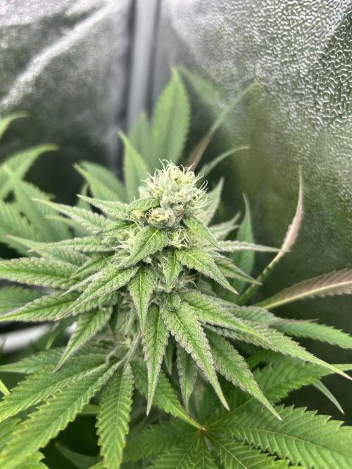 JDGenetics Hunters Grape/HuntersRuntz. Week 5