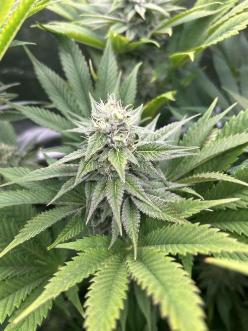 JDGenetics Hunters Grape/HuntersRuntz. Week 5