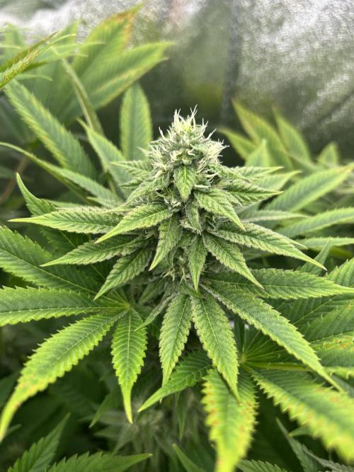 JDGenetics Hunters Grape/HuntersRuntz. Week 5