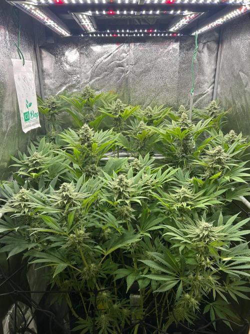 JDGenetics Hunters Grape/HuntersRuntz. Week 5