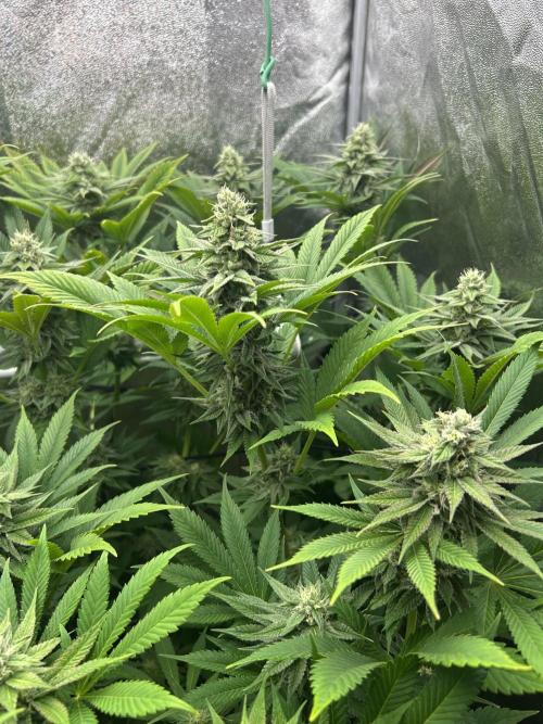 JDGenetics Hunters Grape/HuntersRuntz. Week 5