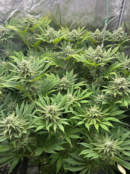 JDGenetics Hunters Grape/HuntersRuntz. Week 5