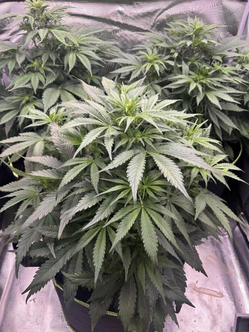 Auto / Wappa - Zombie Kush - Kush-Mintz. Week 4