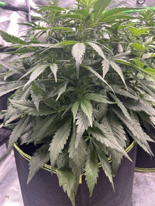 Auto / Wappa - Zombie Kush - Kush-Mintz. Week 4