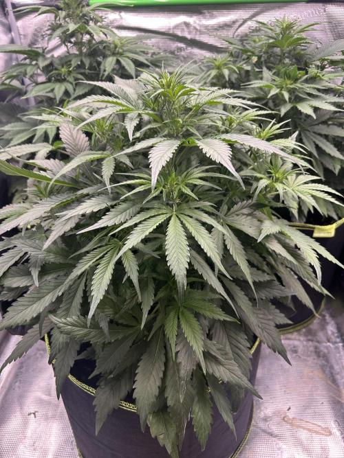 Auto / Wappa - Zombie Kush - Kush-Mintz. Week 4