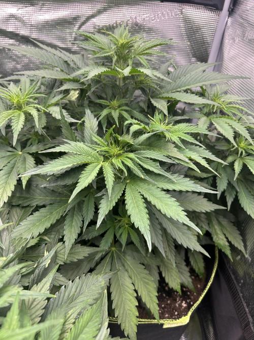 Auto / Wappa - Zombie Kush - Kush-Mintz. Week 4