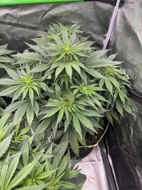 Auto / Wappa - Zombie Kush - Kush-Mintz. Week 4