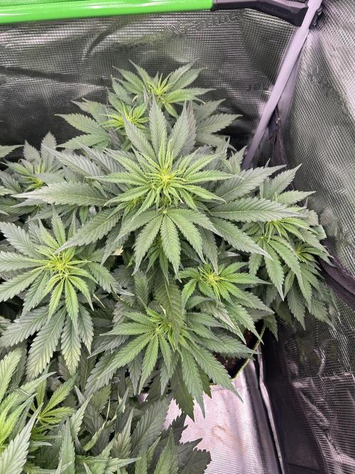 Auto / Wappa - Zombie Kush - Kush-Mintz. Week 4