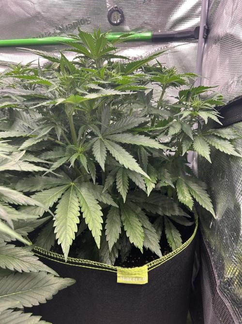 Auto / Wappa - Zombie Kush - Kush-Mintz. Week 4