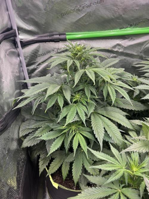 Auto / Wappa - Zombie Kush - Kush-Mintz. Week 4