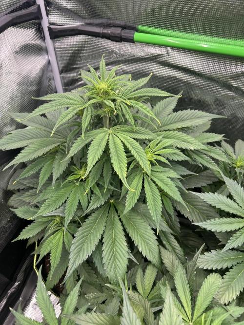 Auto / Wappa - Zombie Kush - Kush-Mintz. Week 4