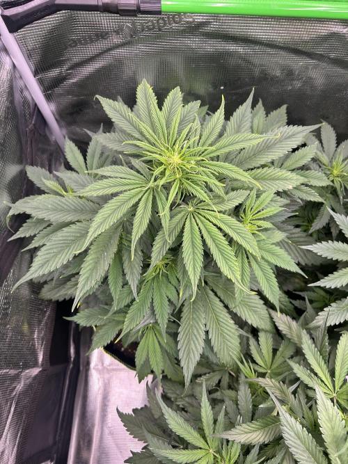 Auto / Wappa - Zombie Kush - Kush-Mintz. Week 4