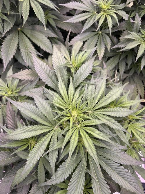 Auto / Wappa - Zombie Kush - Kush-Mintz. Week 4