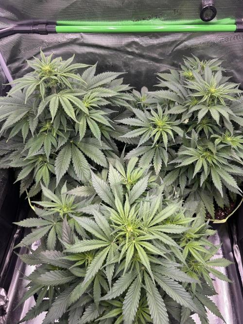 Auto / Wappa - Zombie Kush - Kush-Mintz. Week 4