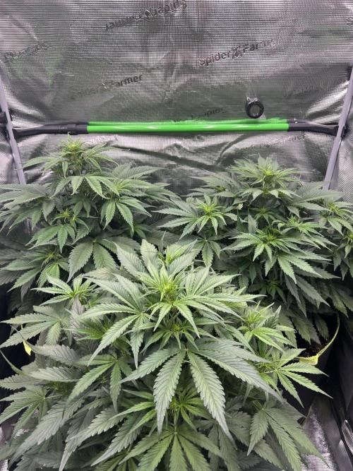 Auto / Wappa - Zombie Kush - Kush-Mintz. Week 4