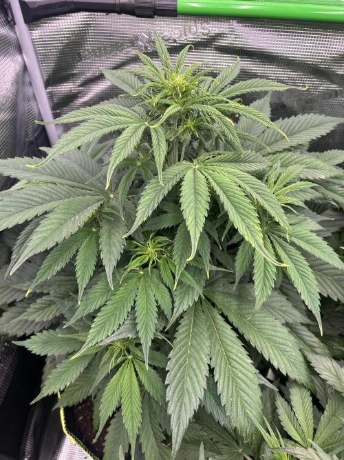 Auto / Wappa - Zombie Kush - Kush-Mintz. Week 4