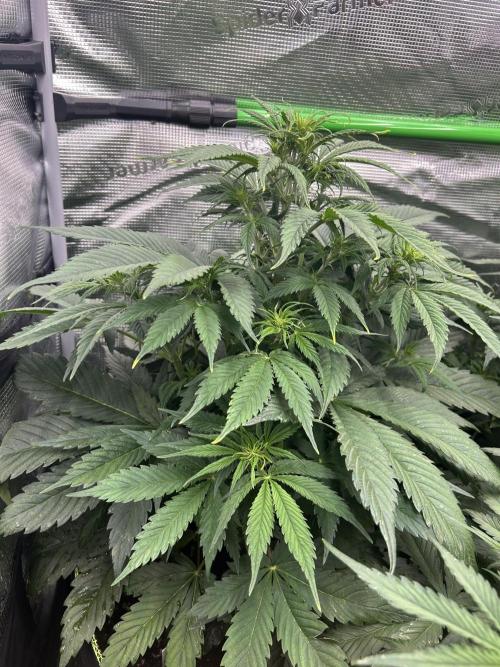 Auto / Wappa - Zombie Kush - Kush-Mintz. Week 4