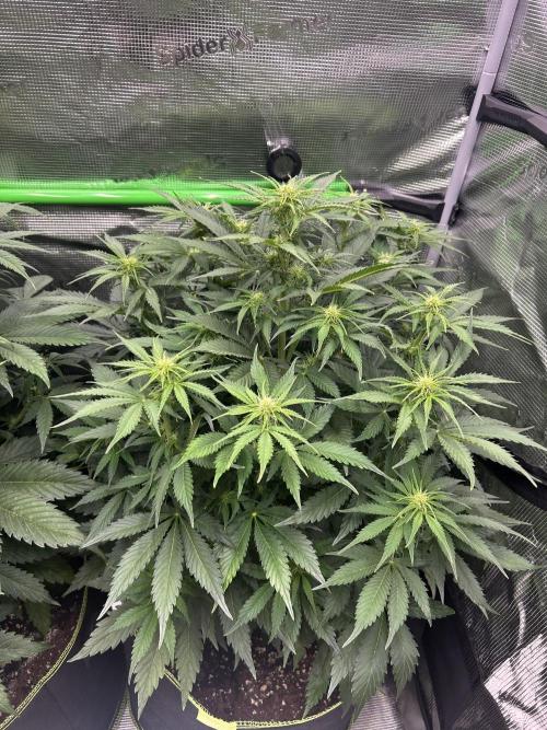 Auto / Wappa - Zombie Kush - Kush-Mintz. Week 5