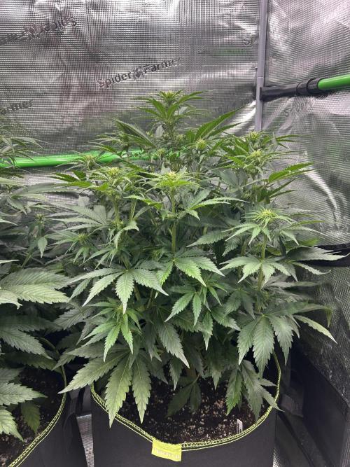 Auto / Wappa - Zombie Kush - Kush-Mintz. Week 5