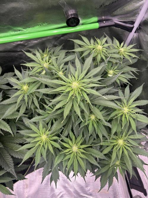 Auto / Wappa - Zombie Kush - Kush-Mintz. Week 5