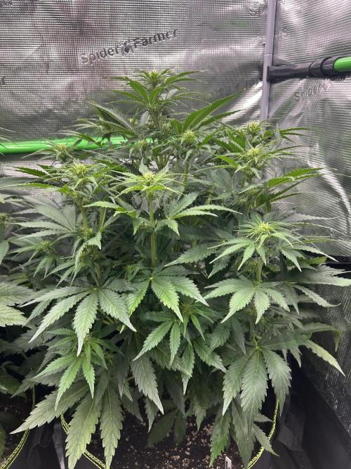 Auto / Wappa - Zombie Kush - Kush-Mintz. Week 5