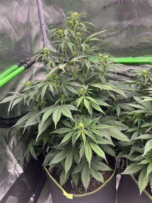 Auto / Wappa - Zombie Kush - Kush-Mintz. Week 5