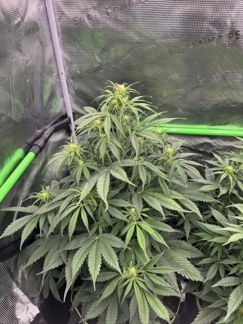 Auto / Wappa - Zombie Kush - Kush-Mintz. Week 5