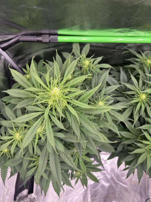 Auto / Wappa - Zombie Kush - Kush-Mintz. Week 5