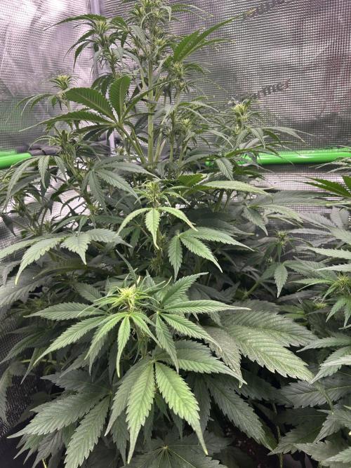 Auto / Wappa - Zombie Kush - Kush-Mintz. Week 5