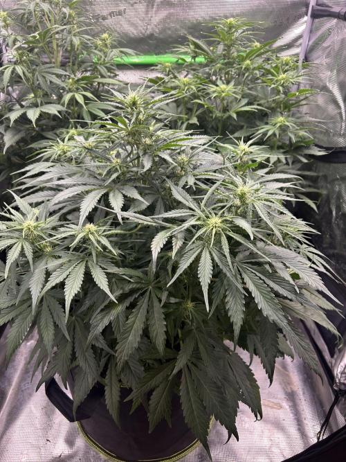 Auto / Wappa - Zombie Kush - Kush-Mintz. Week 5