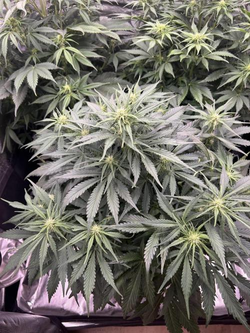 Auto / Wappa - Zombie Kush - Kush-Mintz. Week 5