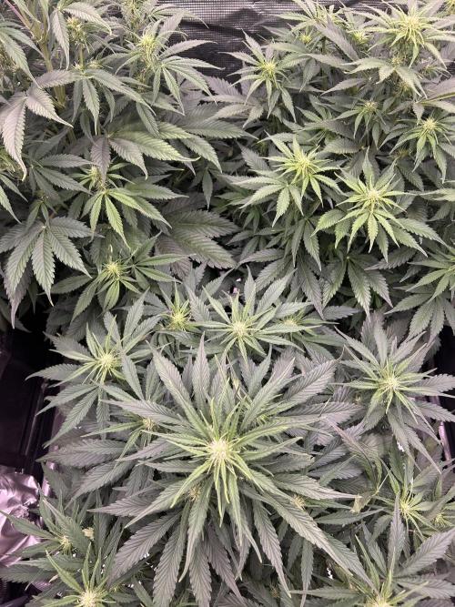 Auto / Wappa - Zombie Kush - Kush-Mintz. Week 5