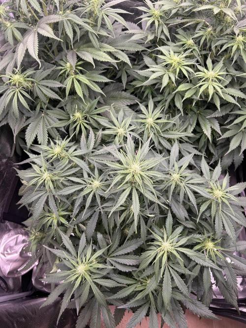 Auto / Wappa - Zombie Kush - Kush-Mintz. Week 5