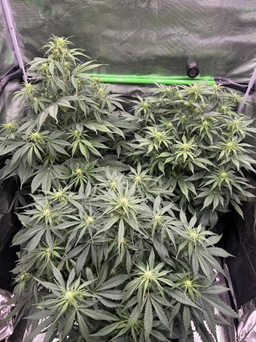 Auto / Wappa - Zombie Kush - Kush-Mintz. Week 5