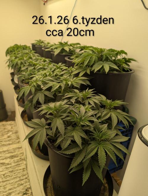 Moje po druheee😁🌱. Week 6