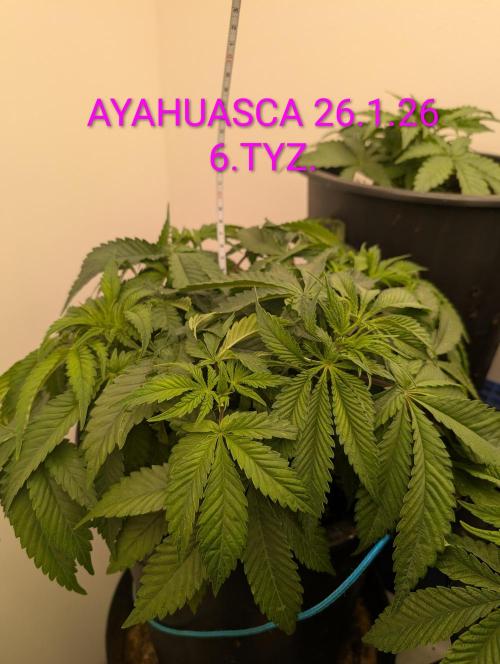 Moje po druheee😁🌱. Week 6