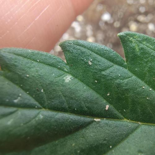 Moje po druheee😁🌱. Week 6