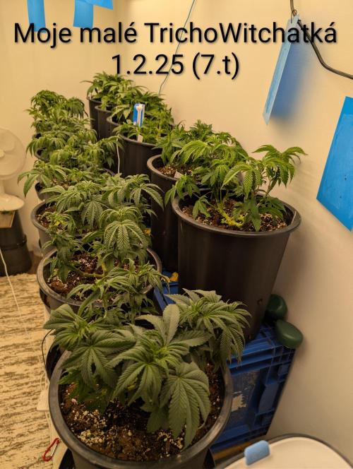 Moje po druheee😁🌱. Week 7 - Po defoliacii🍃
Výška cca 25-27cm