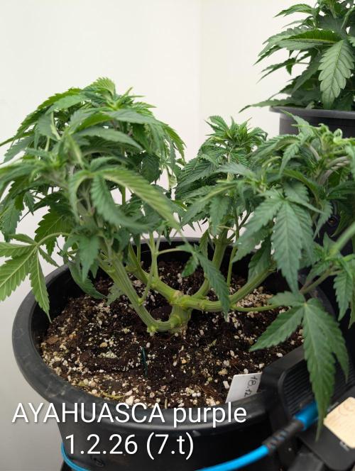 Moje po druheee😁🌱. Week 7 - zacinaju byt poriadne smadne🤣🍻. Dostali kazda po 2L💧Voda+calmag