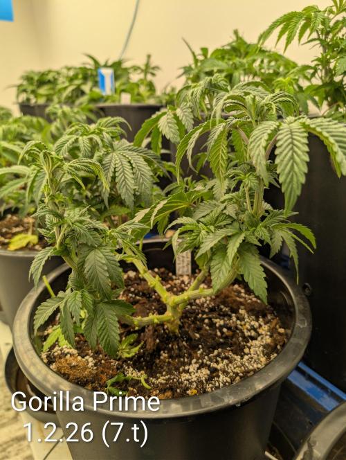 Moje po druheee😁🌱. Week 7