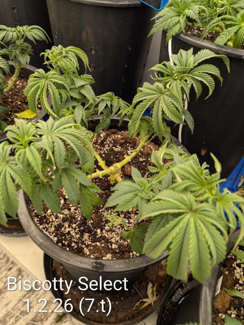 Moje po druheee😁🌱. Week 7